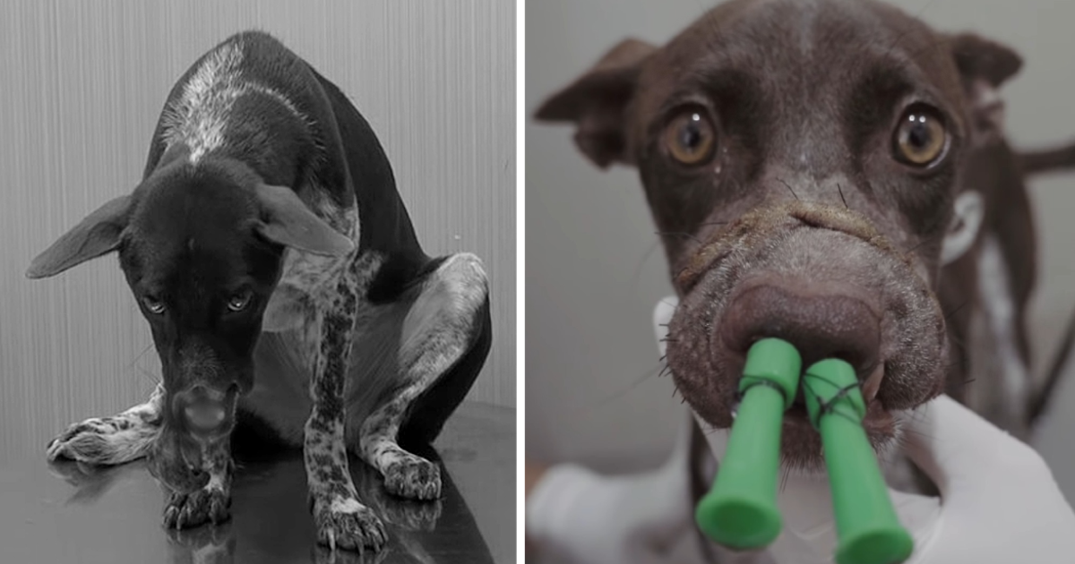 Dog with Nose Cut Off