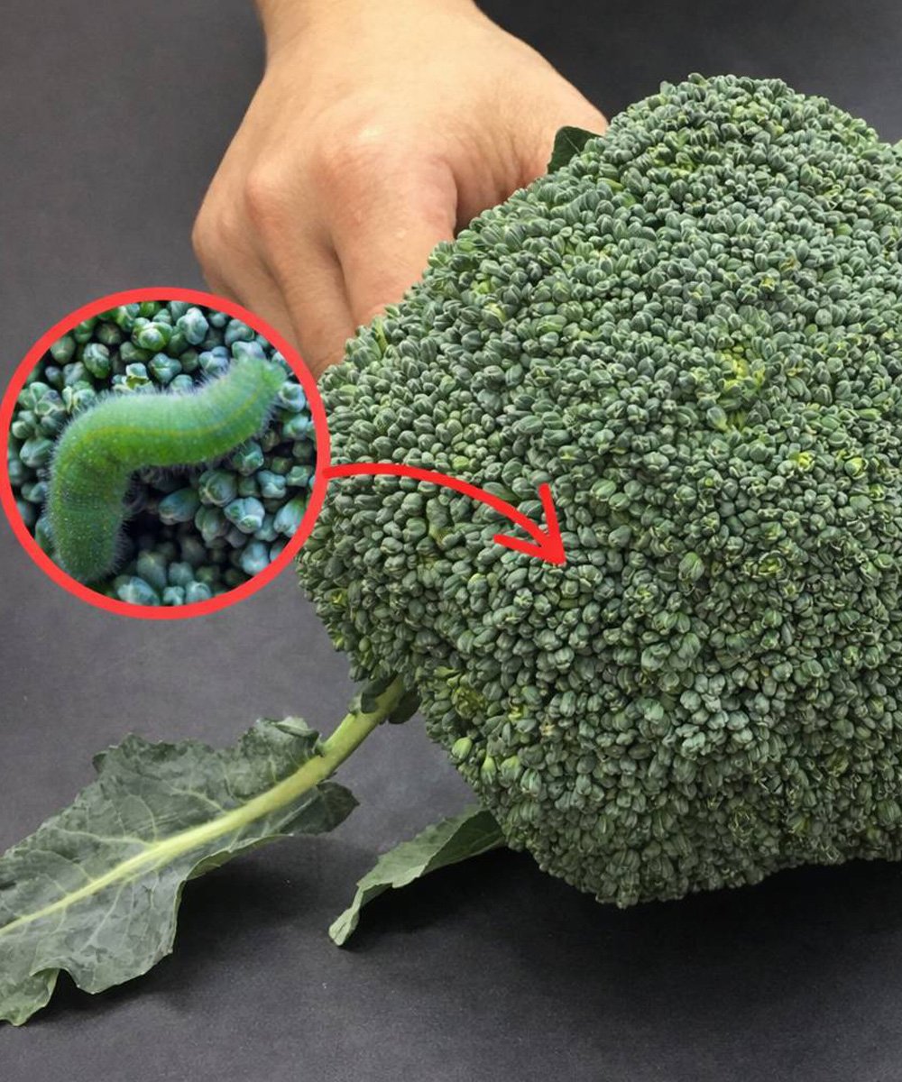 Washing Broccoli with Just Water Is Not Enough: Here’s the Right Way to ...